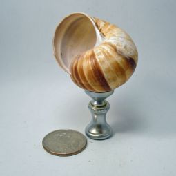 Lamp Finial Natural Shell Silver Painted Hardware
