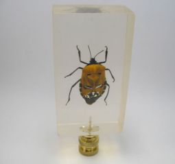 Lamp Finial Man-Faced Bug in Acrylic