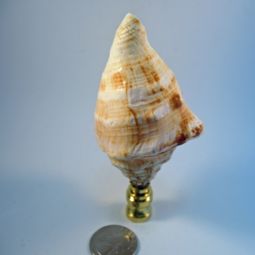 Lamp Finial Large Tan and White Seashell