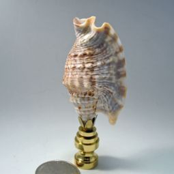 Lamp Finial Seashell Natural
