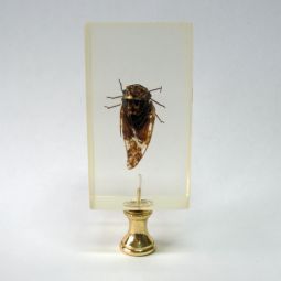 Lamp Finial Real Bug Trapped Inside Acrylic Block